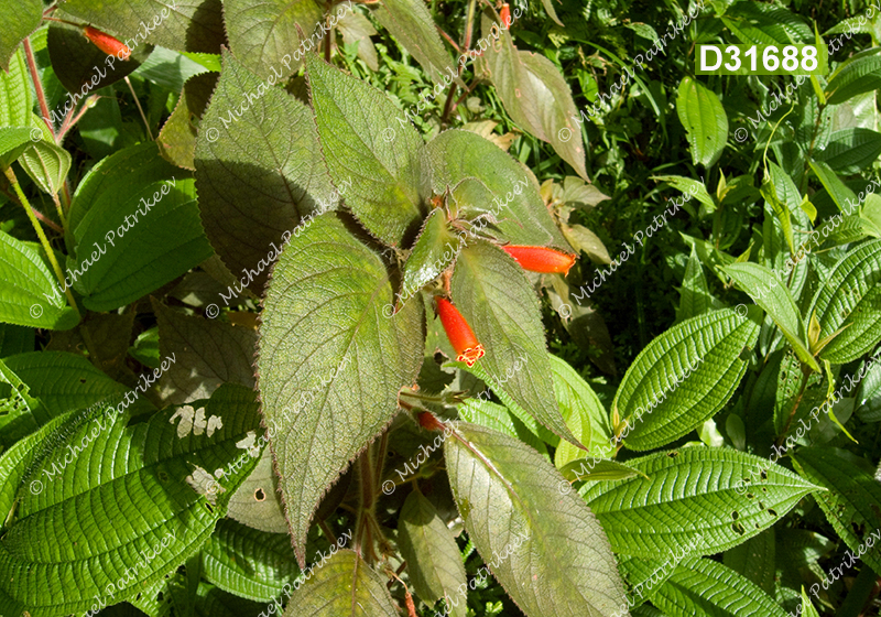 Kohleria tubiflora (Guatatuco, Gesneriaceae)